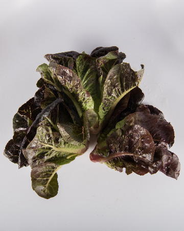 Red Romaine Lettuce