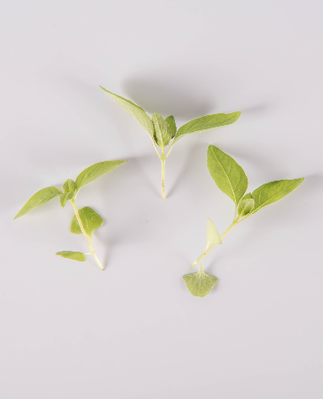 Lemon Basil