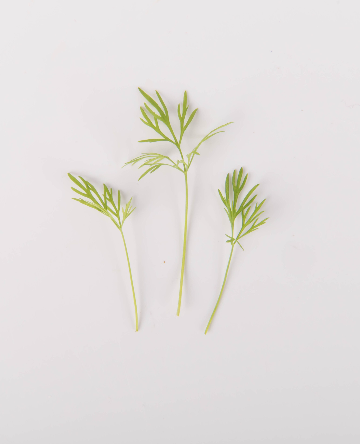 Dill