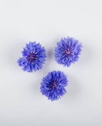 Blue Bachelor Buttons